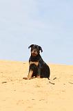 ROTTWEILER 076